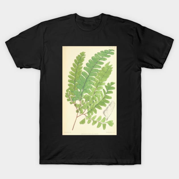 Adiantum Oatesii (fern) T-Shirt by Donkeh23